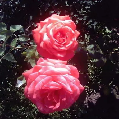 Akcinar איסטמבול